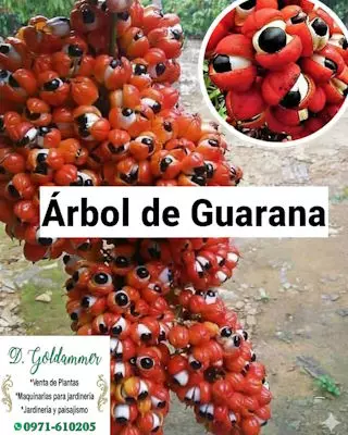 Daniel Goldammer, Vivero, Jardinera, Maquinaria de jardinería, Sistemas de riego para plantas, Independencia, Paraguay